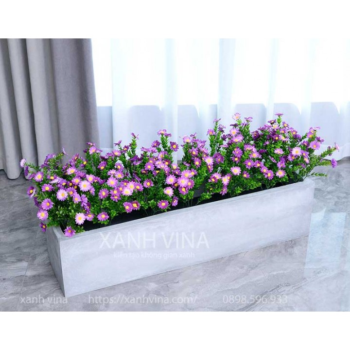 Hàng rào hoa cúc sẻ